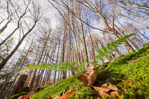 Gemeinde Sankt_Oswald-Riedlhütte Landkreis Freyung-Grafenau Großer Rachel Detail Wanderweg (Dirschl Johann) Deutschland FRG